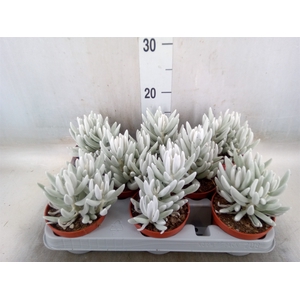 Senecio   ...