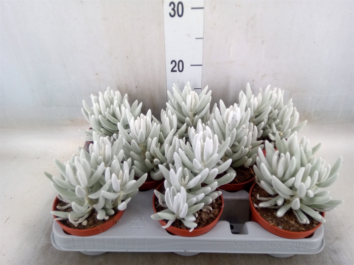 <h4>Senecio   ...</h4>