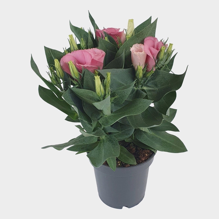 <h4>Eustoma russ. Bolero Pink</h4>