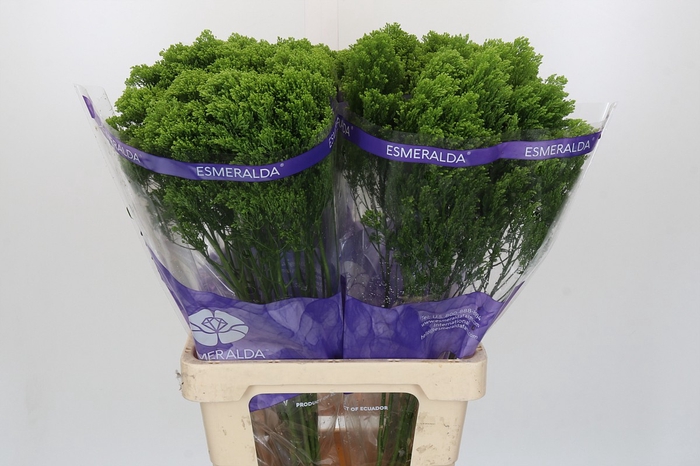 <h4>Trachelium Jade</h4>
