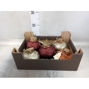 Hippeastrum   ...waxed H%