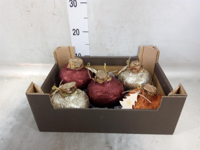 <h4>Hippeastrum   ...waxed H%</h4>