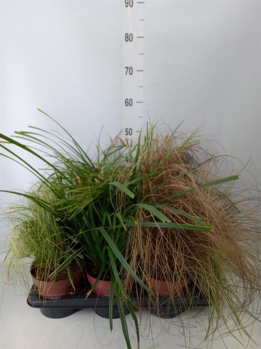 <h4>Carex   ...mix</h4>