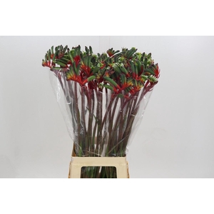 Kangaroofeeth Royal Cheer