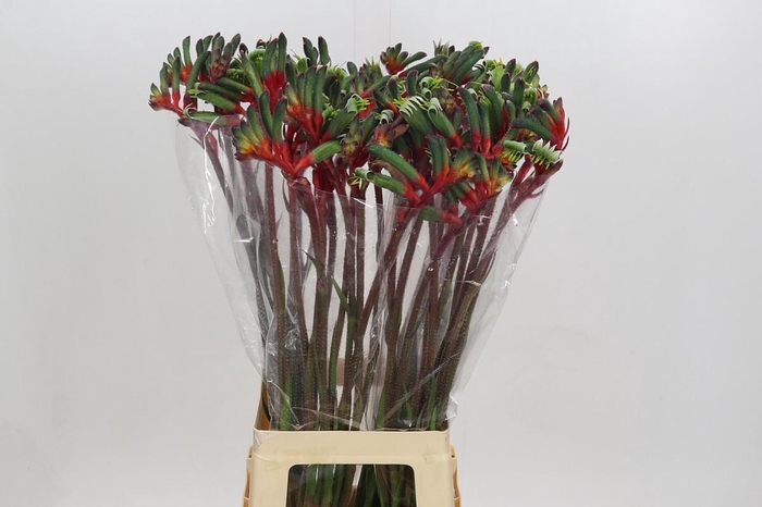 <h4>Kangaroofeeth Royal Cheer</h4>