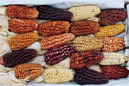 <h4>Zea Mays L Mix</h4>