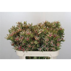 Leucad Ayoba Star Pearl