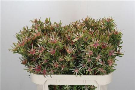 <h4>Leucad Ayoba Star Pearl</h4>