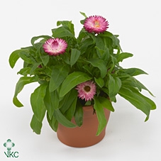 XEROCH MOH DARK ROSE