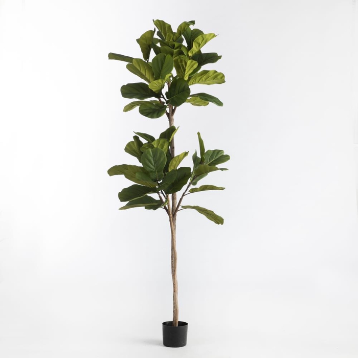 <h4>AF Ficus in pot H190cm Green</h4>