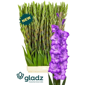 GLAD GR MAUVE MUSE