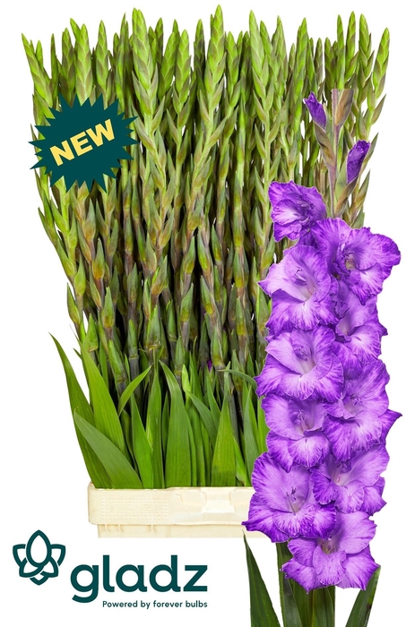 <h4>GLAD GR MAUVE MUSE</h4>