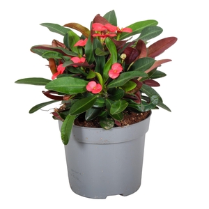 Euphorbia Milii Olympia