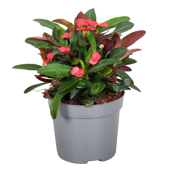 <h4>Euphorbia Milii Olympia</h4>