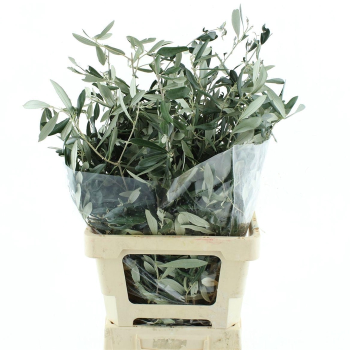 <h4>OLEA EUROPAEA BS</h4>