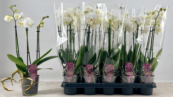 <h4>PHAL OV WIT</h4>