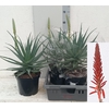 arr8 Aloe Arborescens