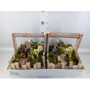 Arr.   Bol/Knolgewas L%