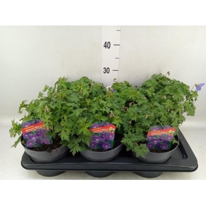 Geranium  'Johnson Blue'