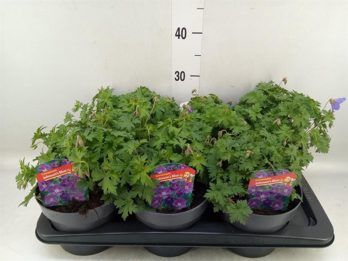 <h4>Geranium  'Johnson Blue'</h4>