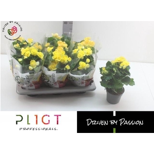 !! PROMO !! BEGONIA YELLOW NADINE P14