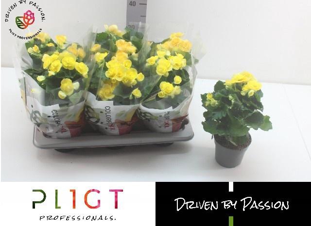 <h4>!! PROMO !! BEGONIA YELLOW NADINE P14</h4>