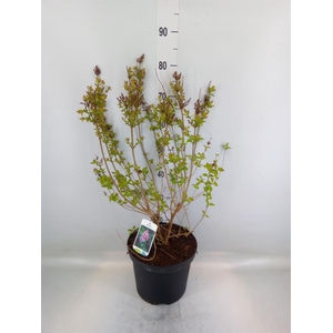 Syringa microphylla 'Superba'