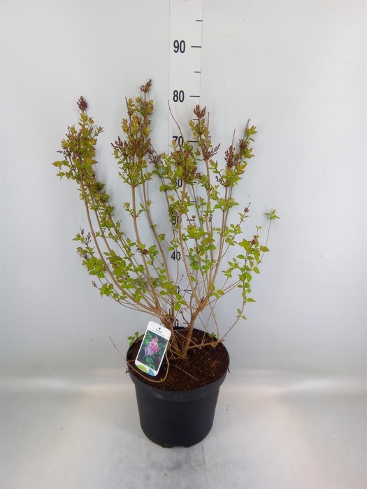 <h4>Syringa microphylla 'Superba'</h4>