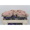 Ozothamnus Cooks Pink