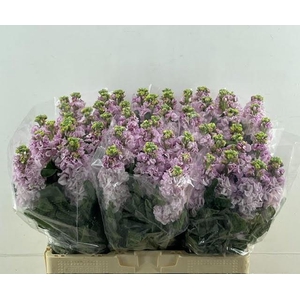 MATTH IRON CHERRY BL