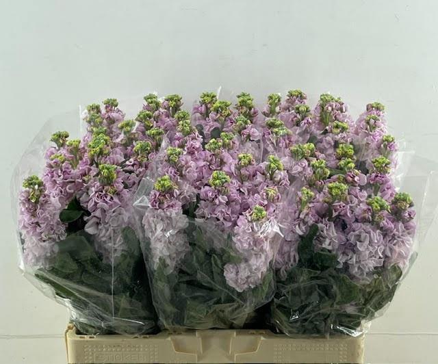 <h4>MATTH IRON CHERRY BL</h4>