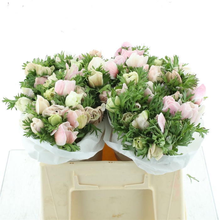 <h4>Anem Mistral White (pink Glow) Super</h4>