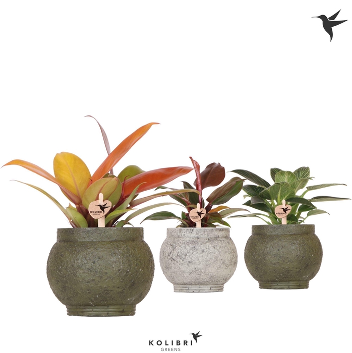 <h4>Kolibri Greens Philodendron mix in Ancient pot green mix</h4>