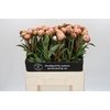 Paeonia Albert Crousse