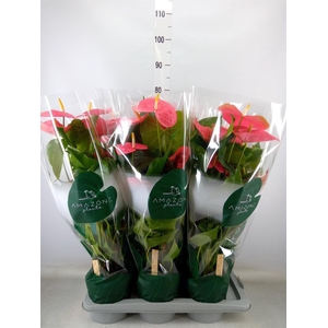 Anthurium andr. 'Colorado'