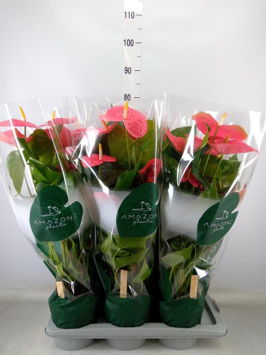 <h4>Anthurium andr. 'Colorado'</h4>