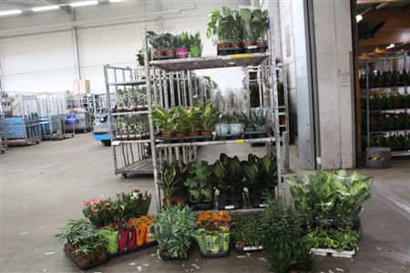 <h4>(155x1)** Aanb* *plant Mix Pm 6-17</h4>