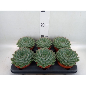 Echeveria pulidonis 'Sky Pearl'
