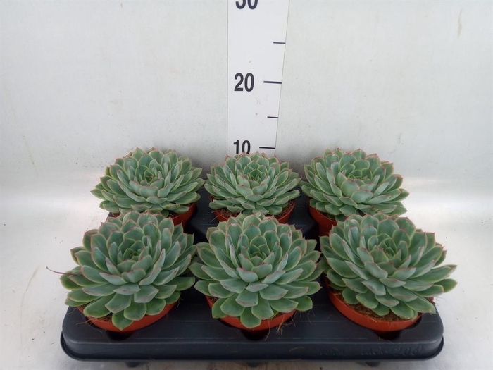 <h4>Echeveria pulidonis 'Sky Pearl'</h4>