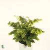 Adiantum Monocolor (Pacific Maidenhair)