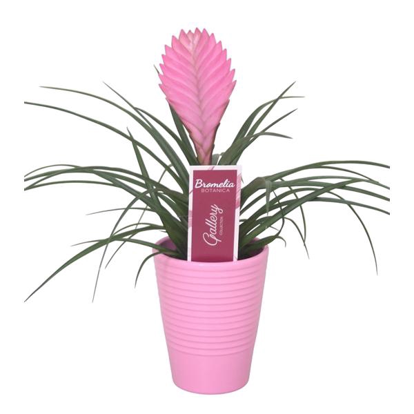 <h4>Tillandsia cyanea 'Anita' roze ribbel keramiek</h4>