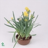 Narcis Rip van Winkle