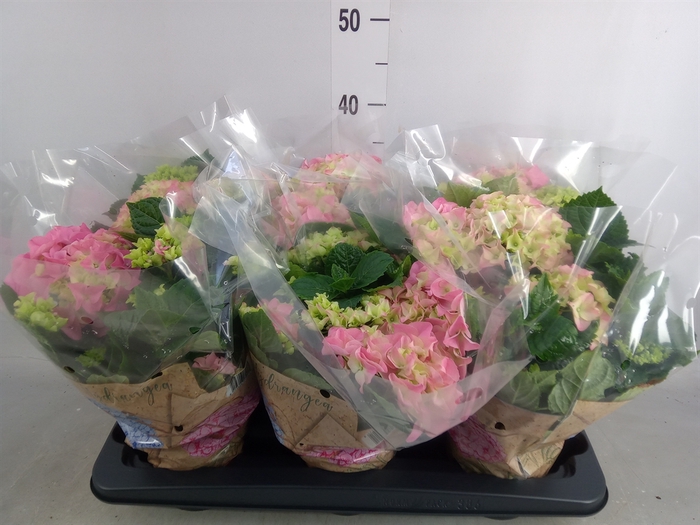 <h4>Hydrangea mac. 'Early Rosa'</h4>