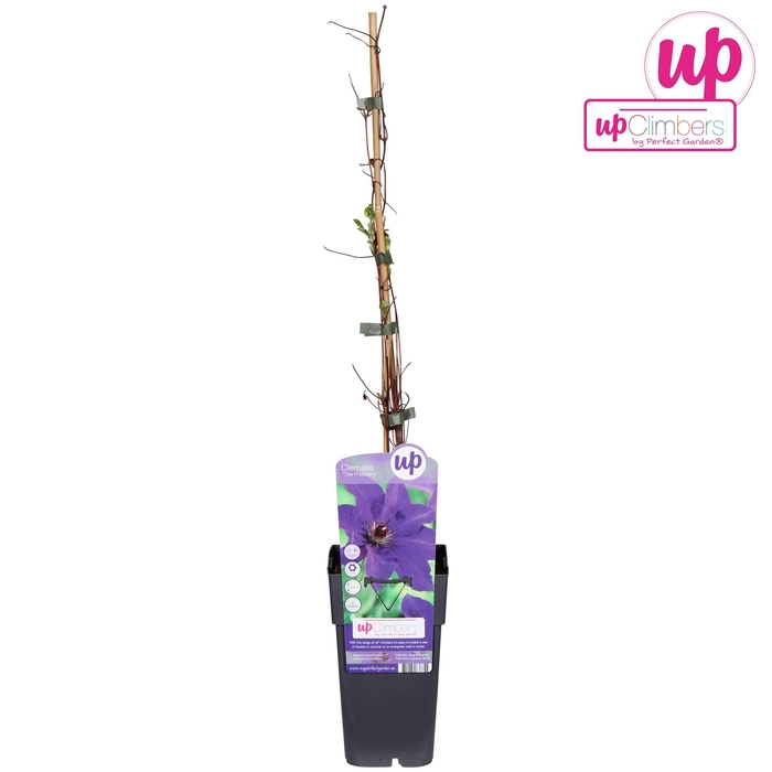 <h4>Clematis the President</h4>