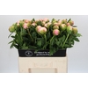 Paeonia Colonel Owen Cousins