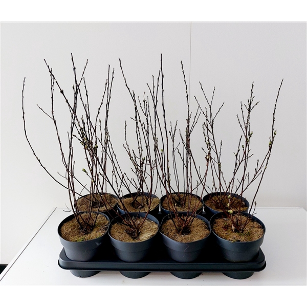 <h4>Salix Irrorata bush p14</h4>