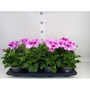 Pelargonium gran.   ..