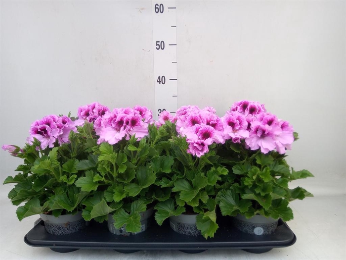 <h4>Pelargonium gran.   ..</h4>
