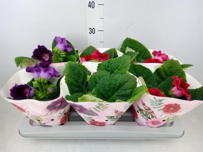 <h4>Sinningia   ...mix</h4>