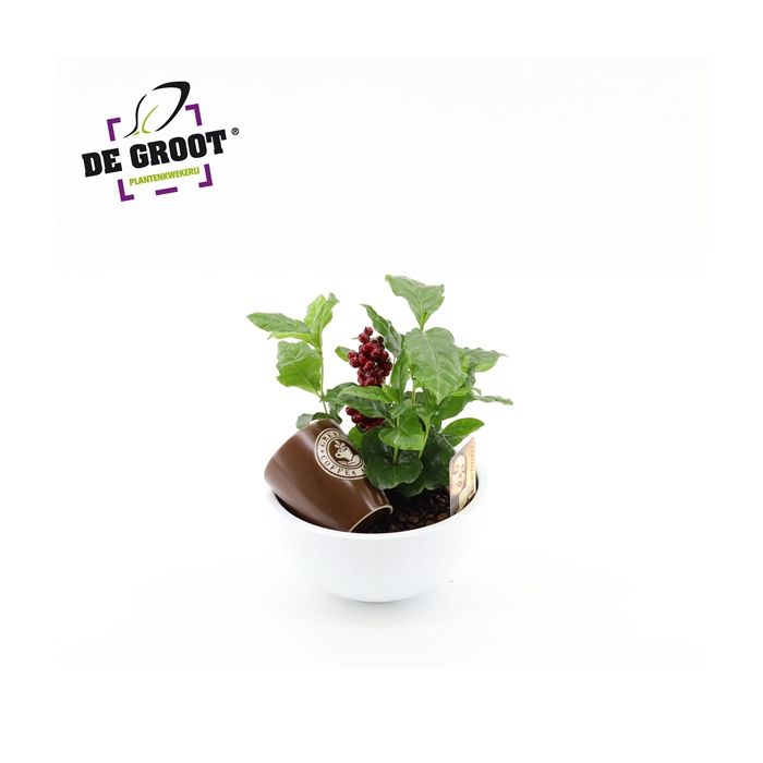 <h4>Coffea in schaal met bark en bijsteker</h4>